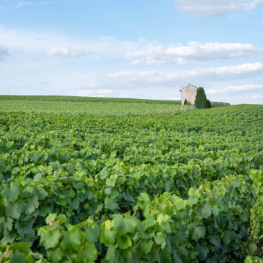 Fransa 'da Reims ve Epernay arasındaki şampanya bölgesinde yaz üzüm bağları