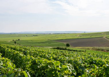 Fransa 'da Reims ve Epernay arasındaki şampanya bölgesinde yaz üzüm bağları
