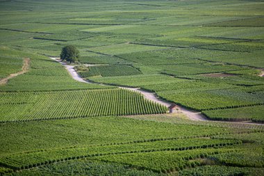 Fransa 'da Reims ve Epernay arasındaki şampanya bölgesinde yaz üzüm bağları