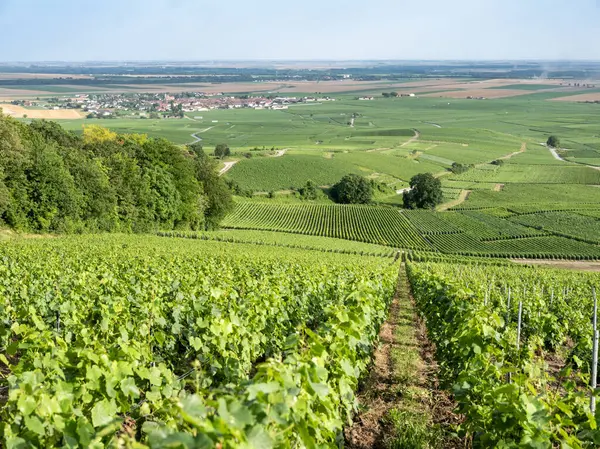 stock image summer vineyards in the champagne region between reims and epernay in france