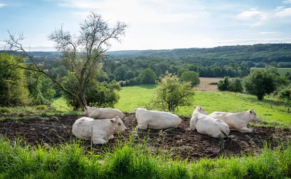 stock image five white cows in countryside with trees, fields and meadow between Laon and Saint-Quentin in the north of france