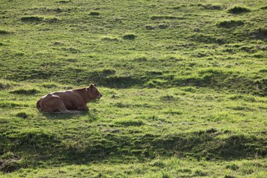 Kahverengi inek, akşam güneşinden kalan gölgelerle çayırda uzanıyor.