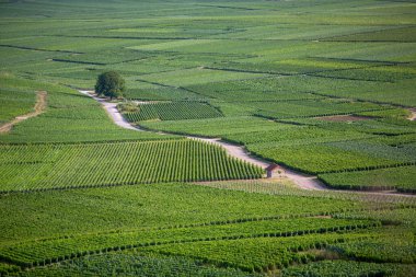 Fransa 'da Reims ve Epernay arasındaki şampanya bölgesinde yaz üzüm bağları