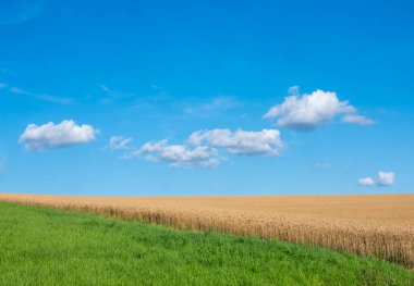 Beyaz bulutlu mavi gökyüzü ve altın mısır tarlasının soyut bir resmi.