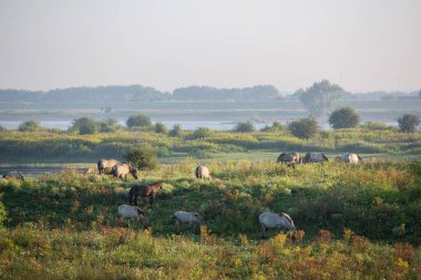 Konik at sürüsü yazın erken saatlerinde Oujpolder yakınlarındaki Waal nehrinde otlanıyor.