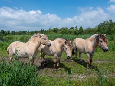 beige fjord horses in green landscape of national park weerribben wieden in dutch province of overijssel clipart