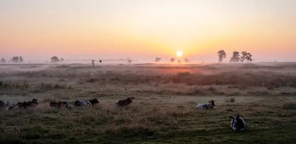 stock image national park weerribben wieden with cows in foggy early morning meadow during sunrise in dutch province of overijssel