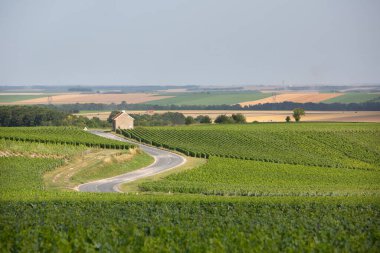 Fransa 'da Reims ve Epernay arasındaki şampanya bölgesinde yaz üzüm bağları