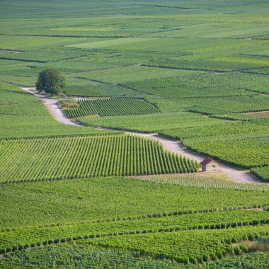 summer vineyards in the champagne region between reims and epernay in france clipart