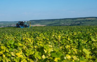 Epernay yakınlarındaki Chamapgne bölgesinde sarmaşıklar budanmış ve Fransa 'da kayalıklar var.