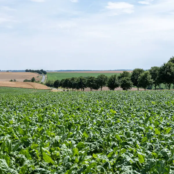 Picardie 'deki St. Quentin yakınlarındaki ağaçlar ve Kuzey Fransa tarlaları olan bir pancar tarlası.