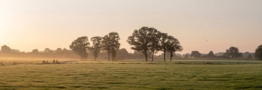 Yükselen güneş Hollanda 'daki achterhoek kırsalındaki çayırlarda ve ağaçlarda parlıyor yaz sabahının erken saatlerinde.