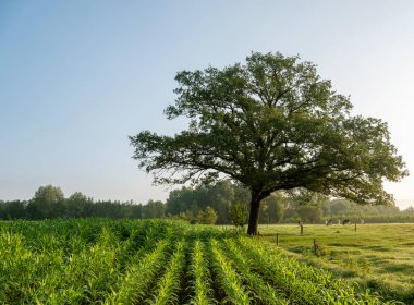 warm early morning sunlight on treesand corn field in dutch achterhoek near doetinchem under blue summer sky clipart