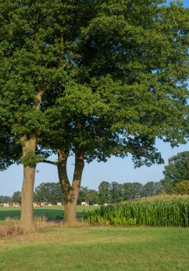 Benekli inek sürüsü yeşil çayırda çiftliğin yakınında güneşli bir yaz sabahı Hollanda 'nın kırsal kesiminde.