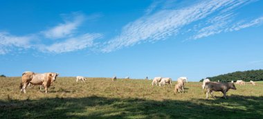 Açık renkli inekleri olan çayır Hollanda 'da Nijmegen yakınlarında, tepede otlayan mavi gökyüzü altında