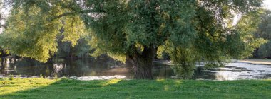 Hollanda 'daki Gelderland' in Hollanda 'daki Nijmegen yakınlarında çayırlarda ve söğüt ağaçlarında.