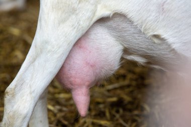 Hollanda 'daki Hollanda çiftliğinin ahırında beyaz keçinin altında büyük memeler.