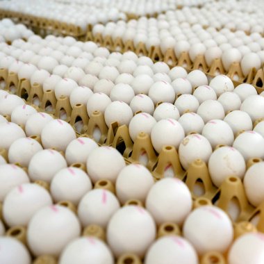 Birçok Hollandalı organik yumurtanın nakledilmeyi bekleyen sandıklarda tarih damgaları.