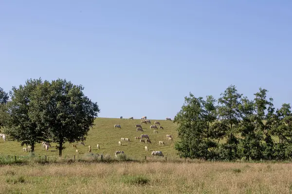 stock image meadow with light coloured cows grazing in hill country near nijmegen in the netherlands in summer under blue sky