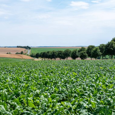 Picardie 'deki St. Quentin yakınlarındaki ağaçlar ve Kuzey Fransa tarlaları olan bir pancar tarlası.