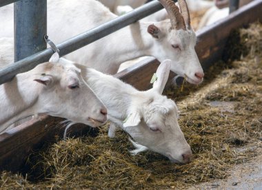Hollanda 'daki Hollanda çiftliğinin ahırında büyük beyaz keçi sürüsü