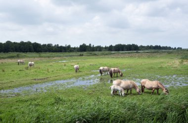 Hollanda 'daki Weerribben Wieden Ulusal Parkı yeşil manzaralı bej fiyort atları.