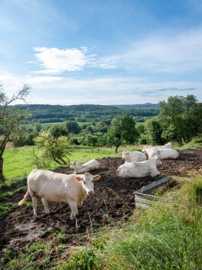 six white cows in countryside with fields, trees and meadows between Laon and Saint-Quentin in the north of france clipart