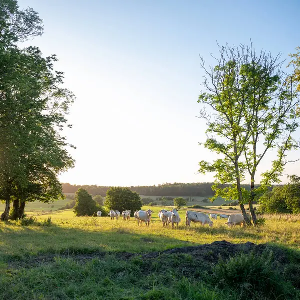 stock image valleys, trees and fields with white cows in rural landscape of french ardennes at sunset