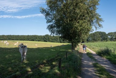 Hollanda 'da Nijmegen yakınlarında ineklerle kırsal alanda yürüyüş yapanlar