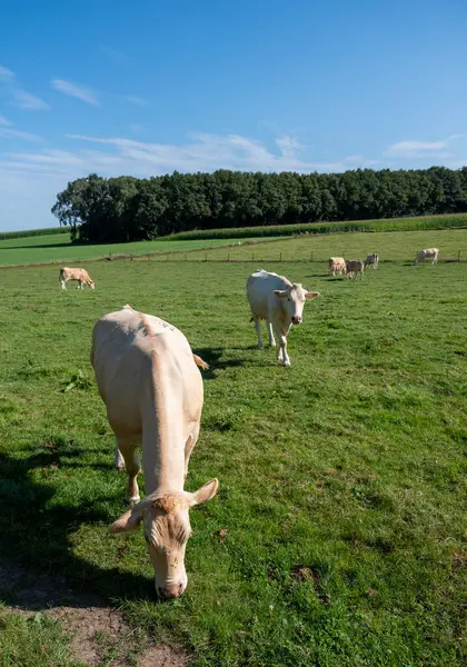 stock image meadow with light coloured cows grazing in hill country near nijmegen in the netherlands in summer under blue sky