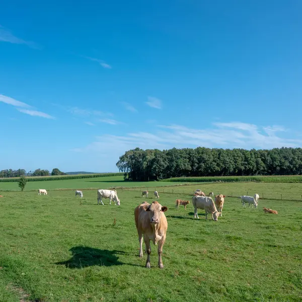 stock image meadow with light coloured cows grazing in hill country near nijmegen in the netherlands in summer under blue sky