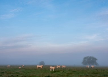 Şampanyada Charleville mezeres ve Reims arasındaki Aisne nehri yakınlarındaki çayırda, sisli bir sabahta beyaz inekler.