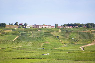Fransa 'da Reims ve Epernay arasındaki şampanya bölgesinde yaz üzüm bağları