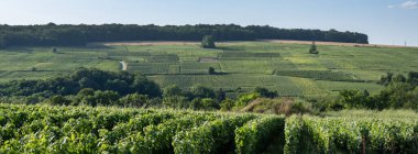 Fransa 'da Reims ve Epernay arasındaki şampanya bölgesinde yaz üzüm bağları