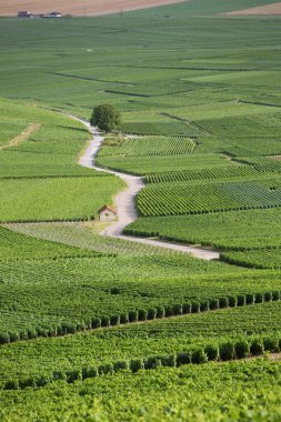 summer vineyards in the champagne region between reims and epernay in france clipart