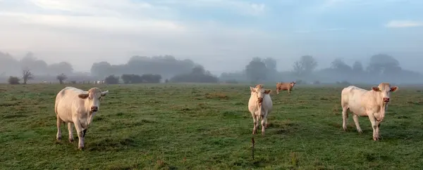 stock image white cows during sunrise on misty morning in meadow near river Aisne between Charleville mezieres and Reims in champagne ardenne