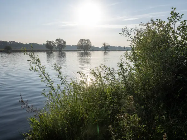 stock image early morning sun on shrubs and trees along river maas in dutch province of noord brabant