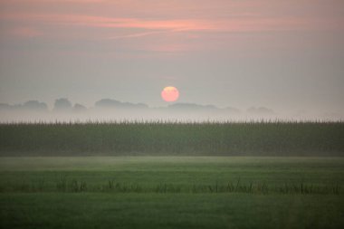 orange sun during sunrise over corn field and meadows in the netherlands clipart