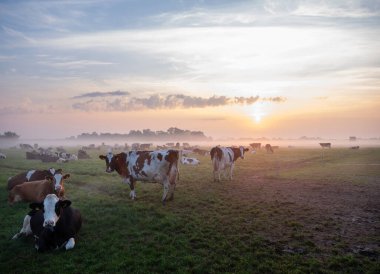Hollanda 'nın Culemborg yakınlarındaki renkli gündoğumu sırasında sisli çayırlarda benekli inek sürüsü