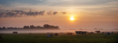 Hollanda 'nın Culemborg yakınlarındaki renkli gündoğumu sırasında sisli çayırlarda benekli inek sürüsü