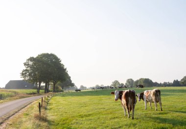 Benekli inek sürüsü yeşil çayırda çiftliğin yakınında güneşli bir yaz sabahı Hollanda 'nın kırsal kesiminde.