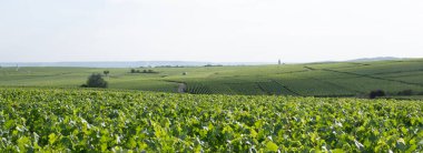 summer vineyards in the champagne region between reims and epernay in france clipart