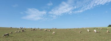 Açık renkli inekleri olan çayır Hollanda 'da Nijmegen yakınlarında, tepede otlayan mavi gökyüzü altında