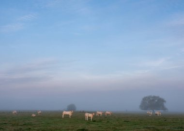 Şampanyada Charleville mezeres ve Reims arasındaki Aisne nehri yakınlarındaki çayırda, sisli bir sabahta beyaz inekler.