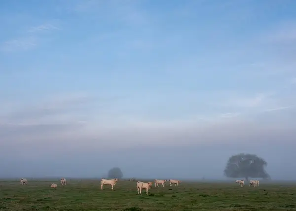 stock image white cows during sunrise on misty morning in meadow near river Aisne between Charleville mezieres and Reims in champagne ardenne