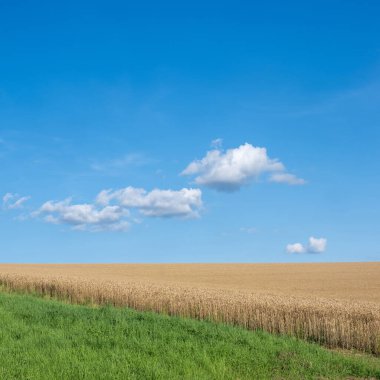 Beyaz bulutlu mavi gökyüzü ve altın mısır tarlasının soyut bir resmi.