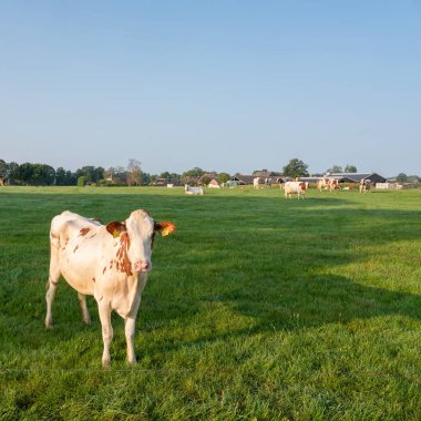 herd of spotted cows in green meadow near farm in countryside landscape of dutch achterhoek on sunny summer morning clipart