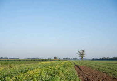 countryside with old oak tree and meadow near boxmeer in dutch province of noord-brabant clipart