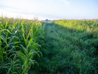 ditch with grass and cornfields in dutch province of noord brabant near boxmeer on early summer morning clipart