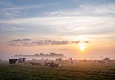 Hollanda 'nın Culemborg yakınlarındaki renkli gündoğumu sırasında sisli çayırlarda benekli inek sürüsü